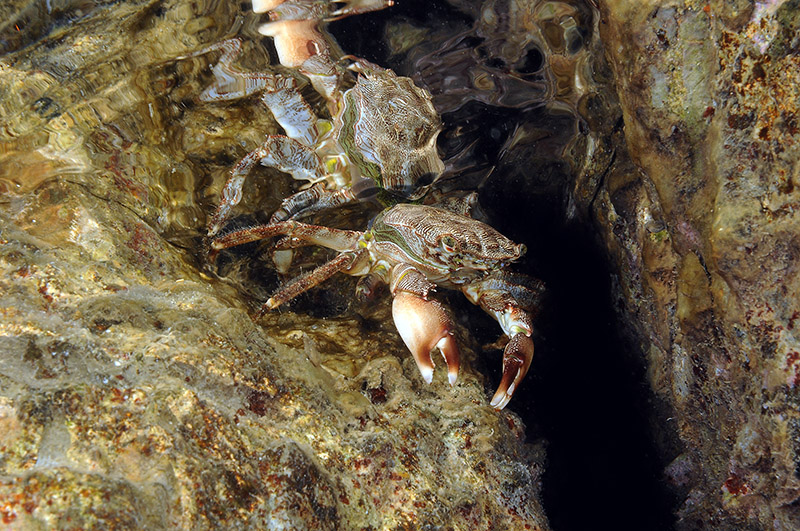 Pachygrapsus marmoratus cambia il carapace